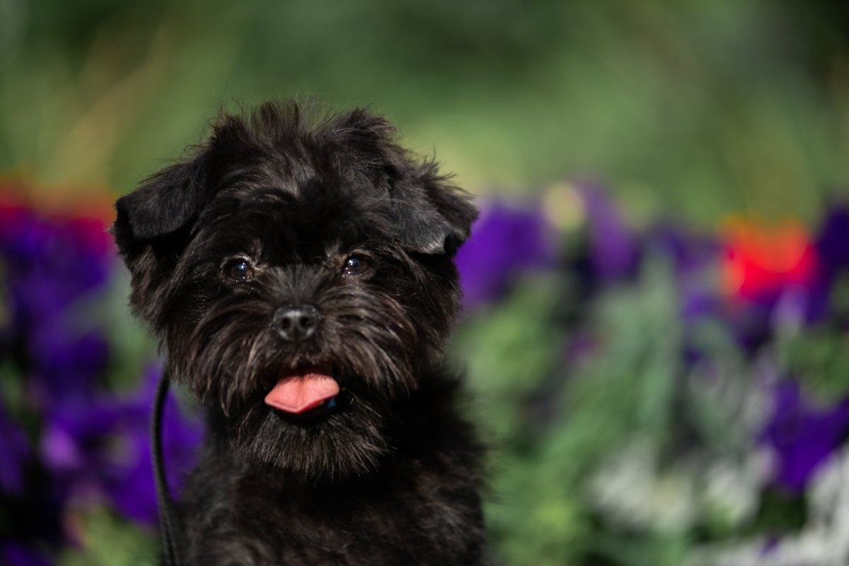 Улыбающийся Аффенпинчер