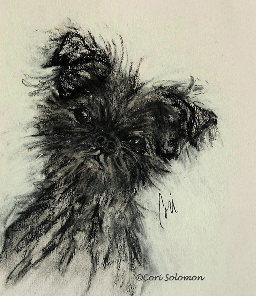 Аффенпинчер щенок