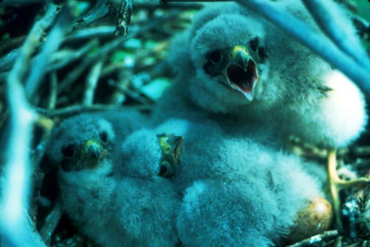 Гнёзда выводковых птиц