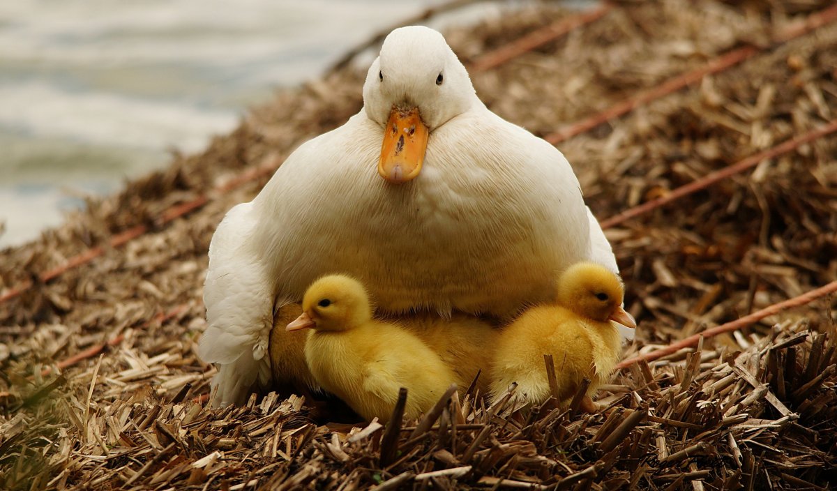 Бройлерные утки
