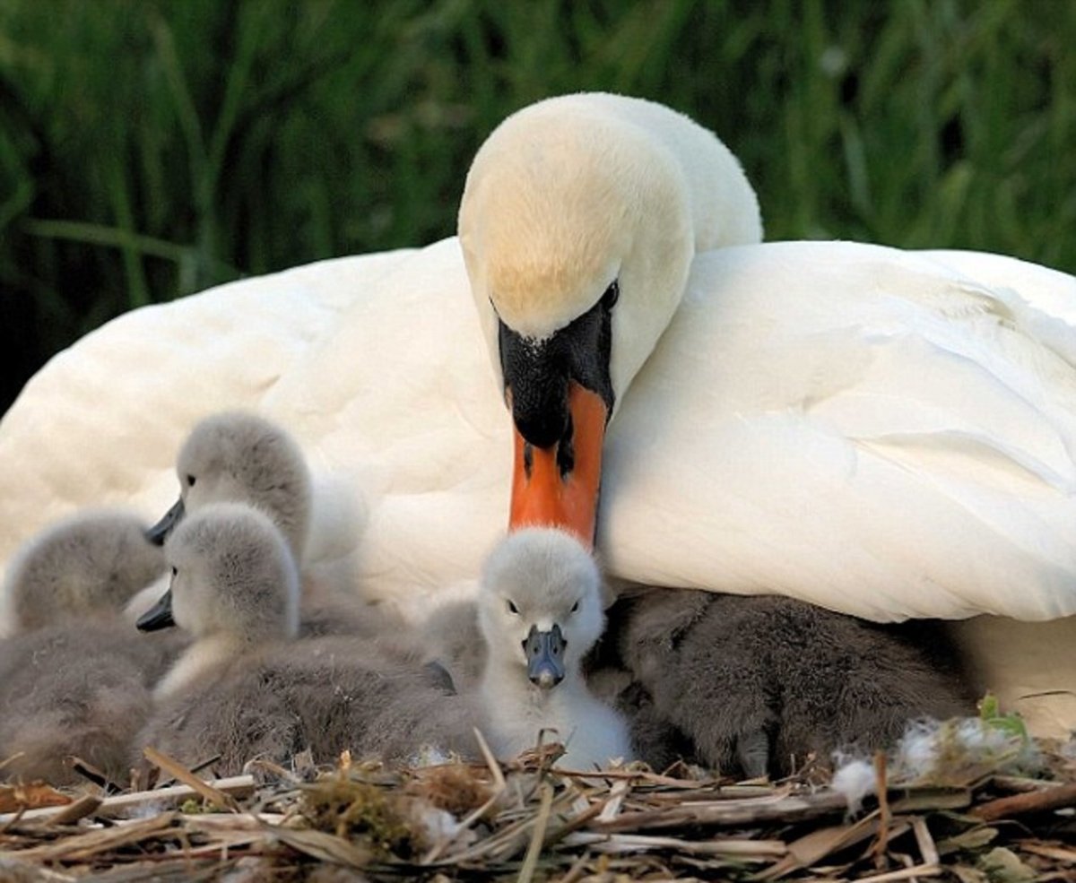 Забота животных о детенышах