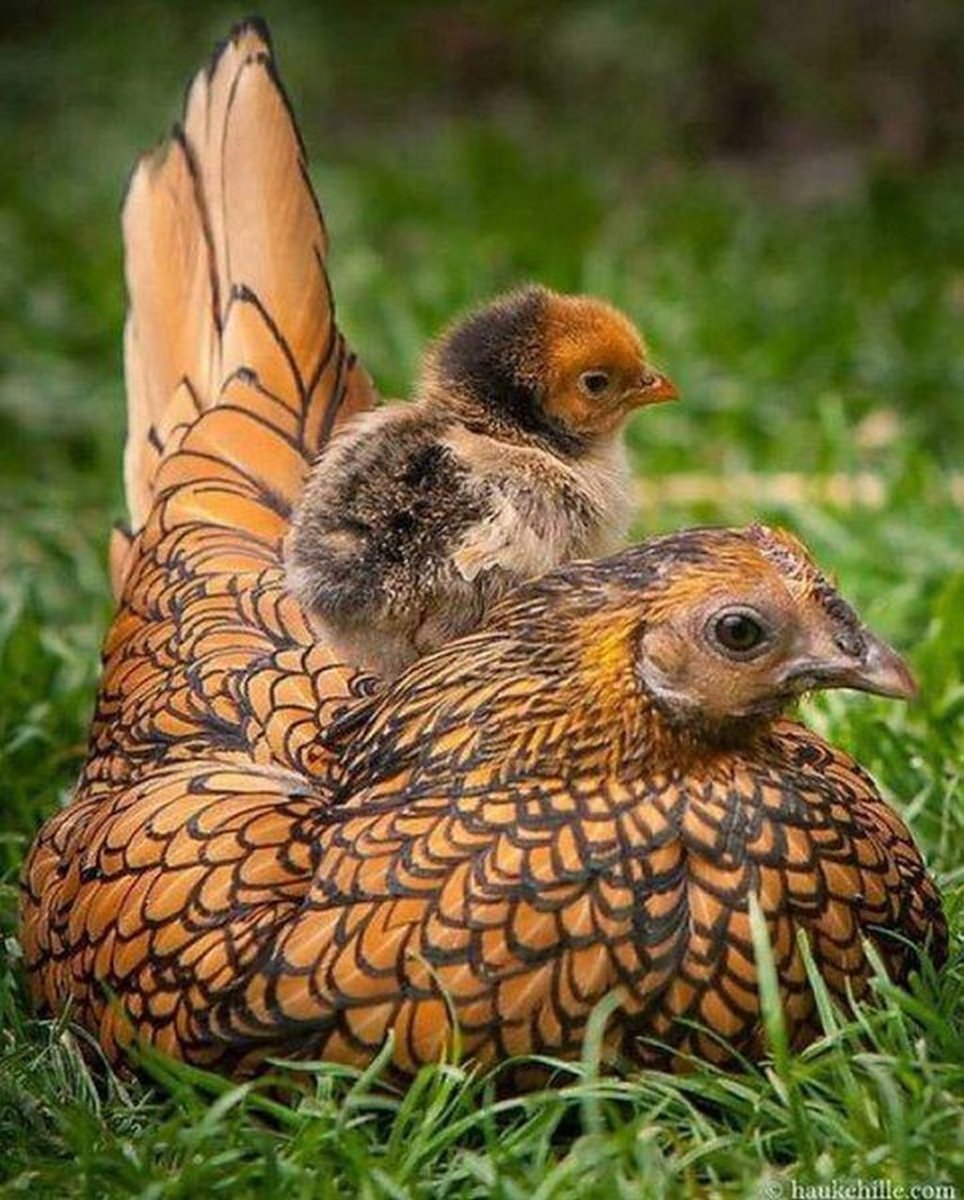 Сибрайт птенцы