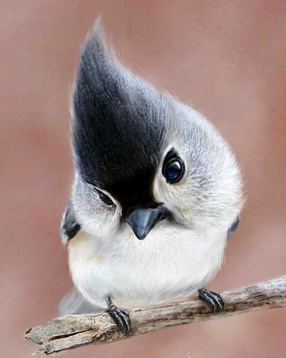 Пуховые птенцы