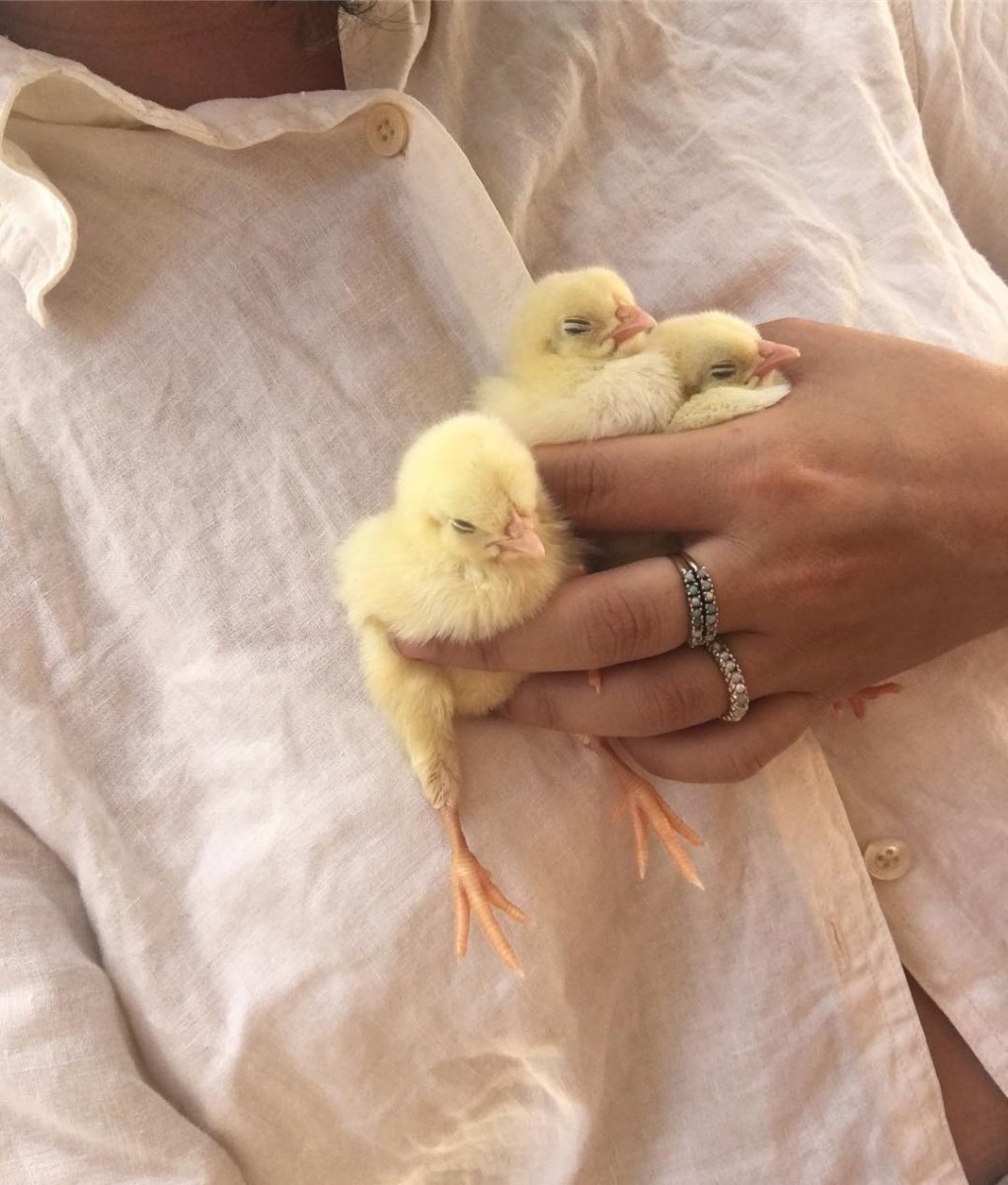 Жизнь цыпленка дороже