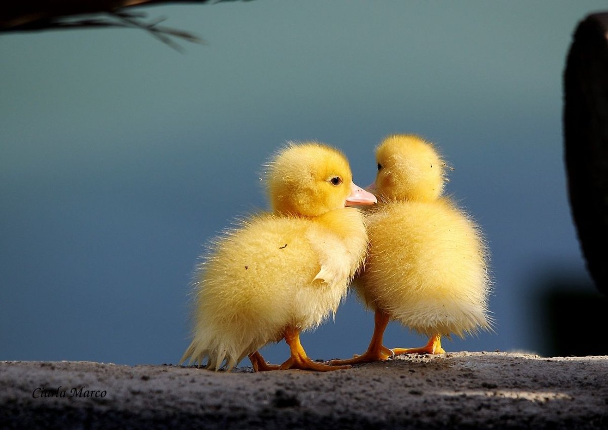 Парные картинки домашние животные и их Детёныши утка с утенком