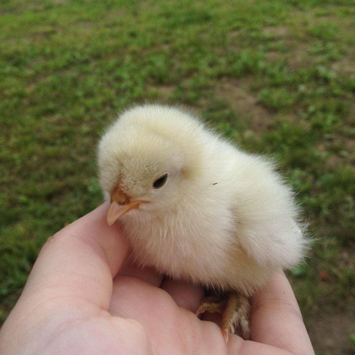 Расписной малюр и птенец