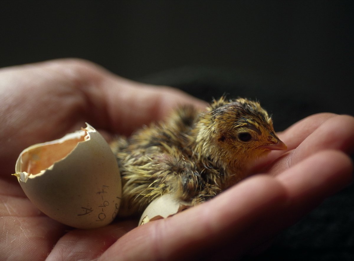 Кроногнездники строение гнезда