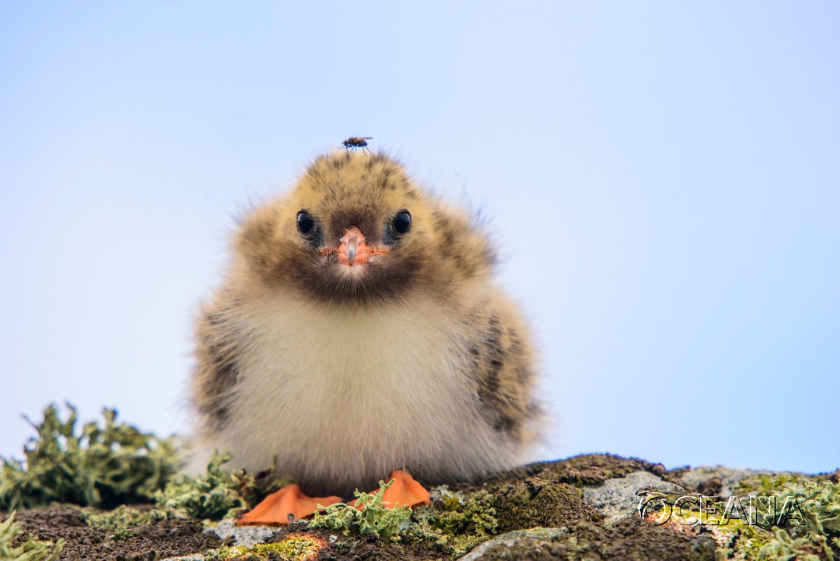 Пушистый птенчик