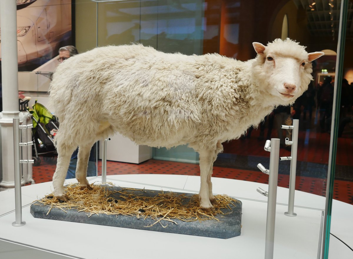 Клонированная Овечка Долли