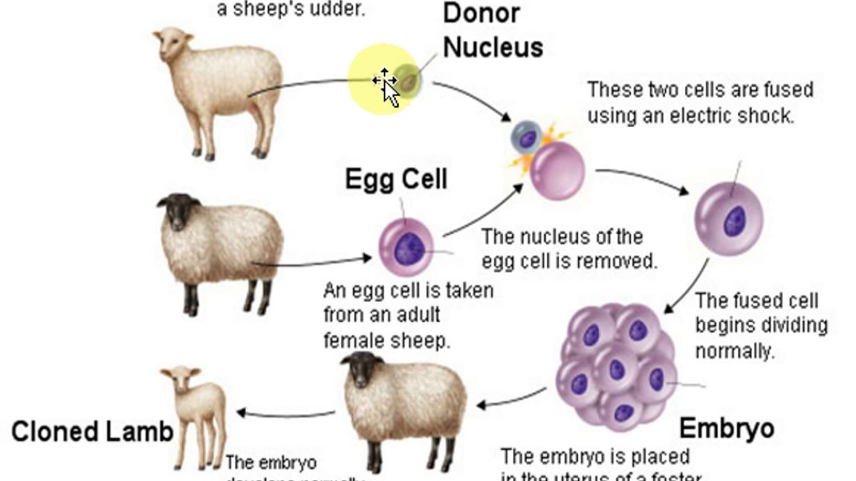 Овечка Долли с ягнятами