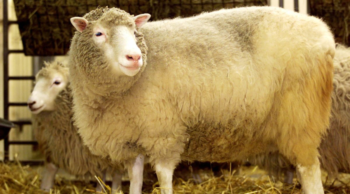 Ян Вилмут и Овечка Долли