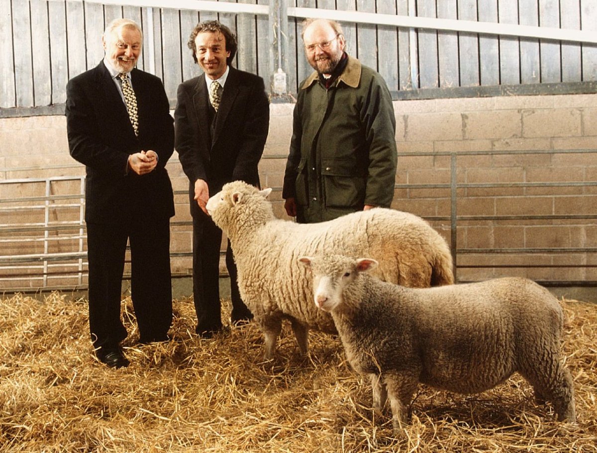 Клонирование животных Овечка Долли