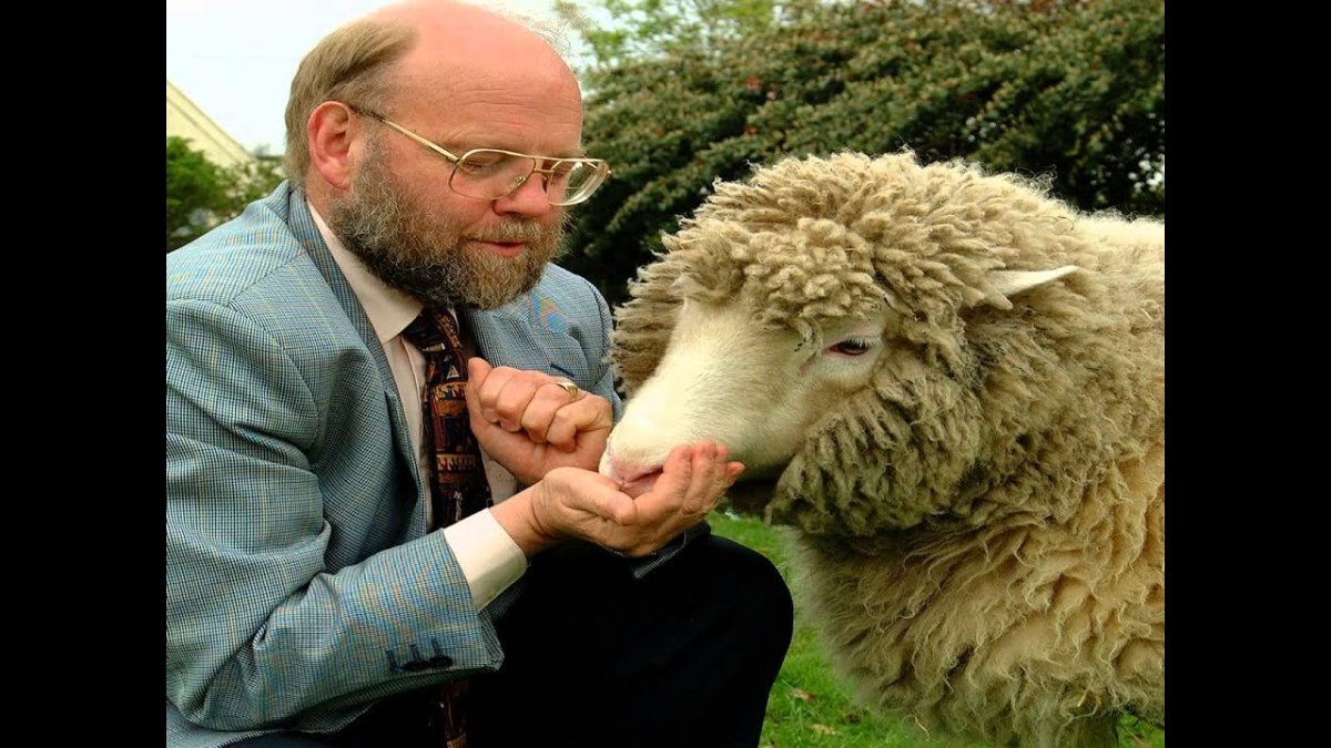 Овечка Долли клон