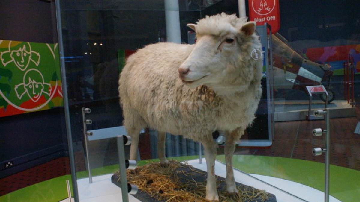 Клонированная Овечка Долли