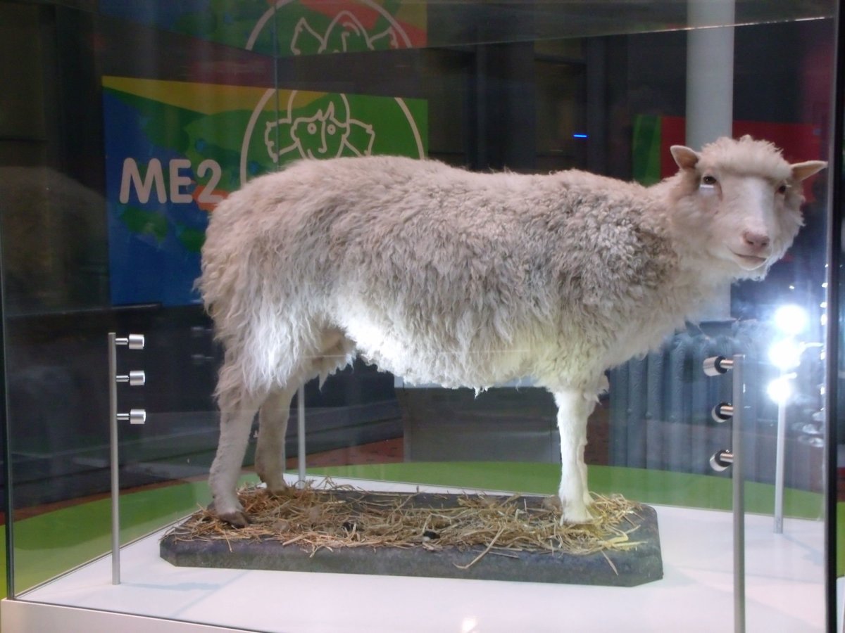 Клонирование животных Овечка Долли