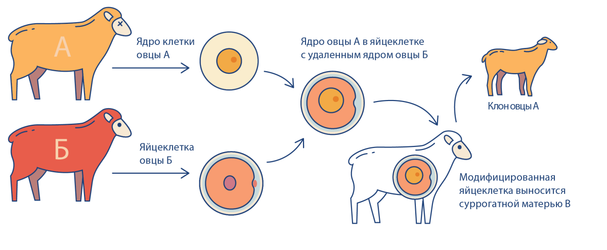 Ян Вильмут клонирование овечки Долли