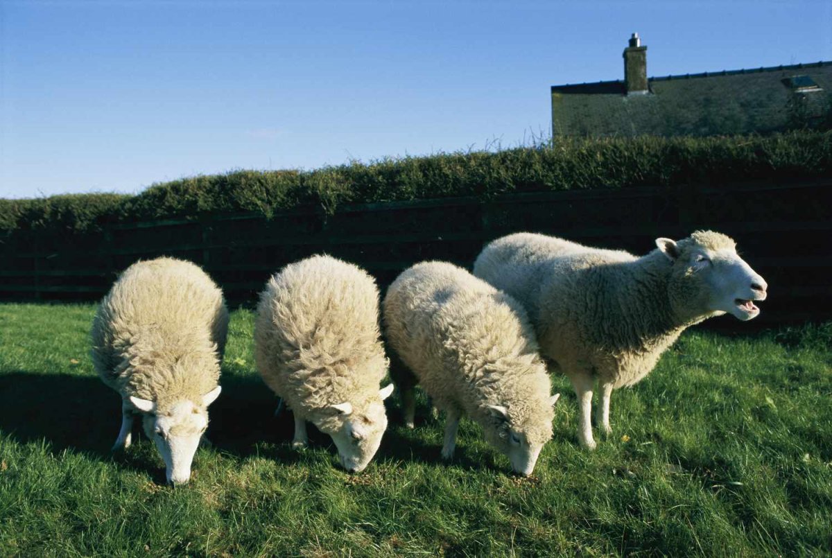 Ян Вильмут клонирование овечки Долли