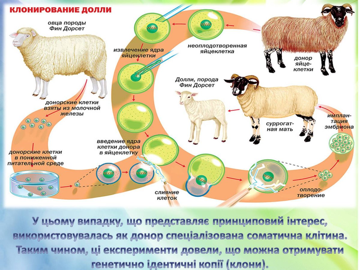 Рослин - клонирование животных 1997