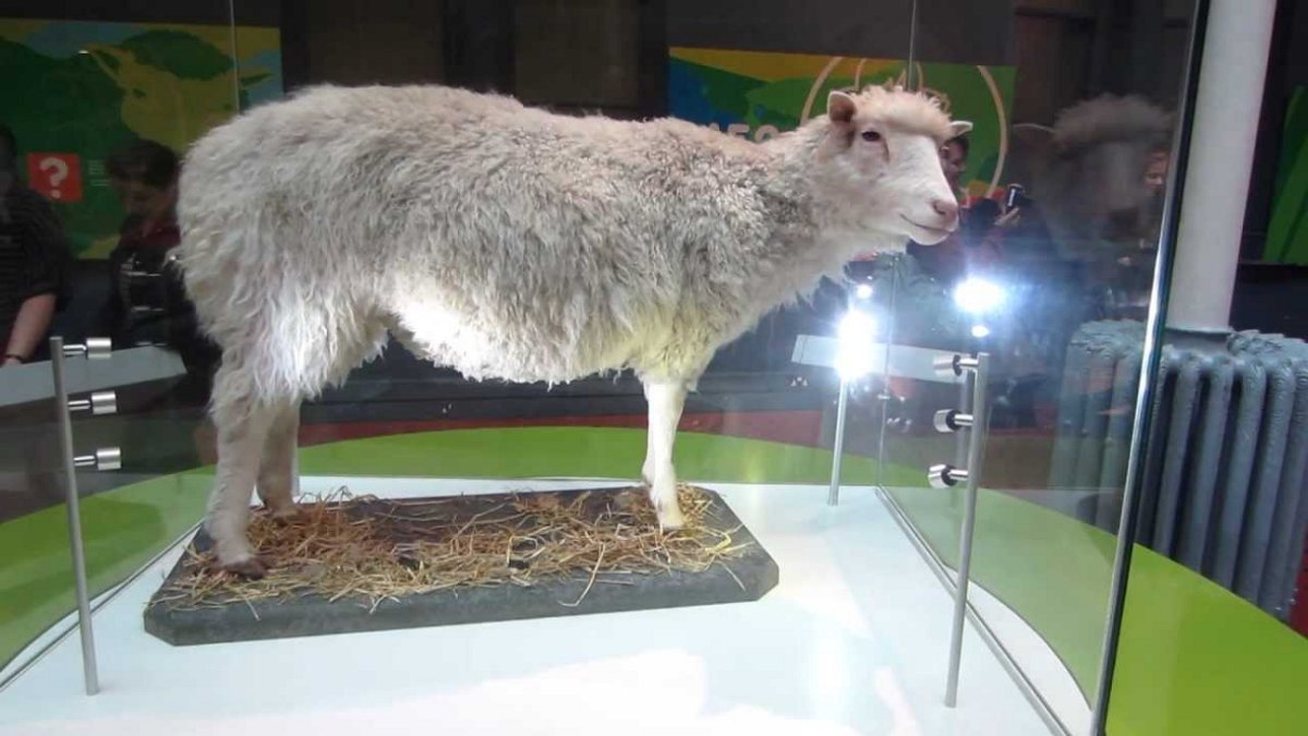 Овечка Долли с создателем