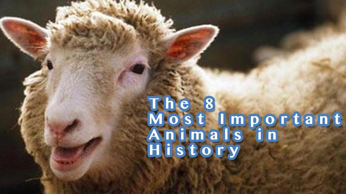 Клонирование животных