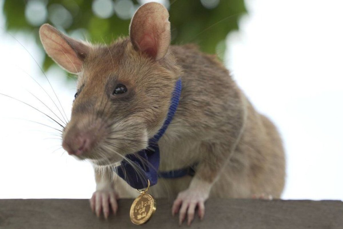 Крыса МАГАВА гамбийская сумчатая