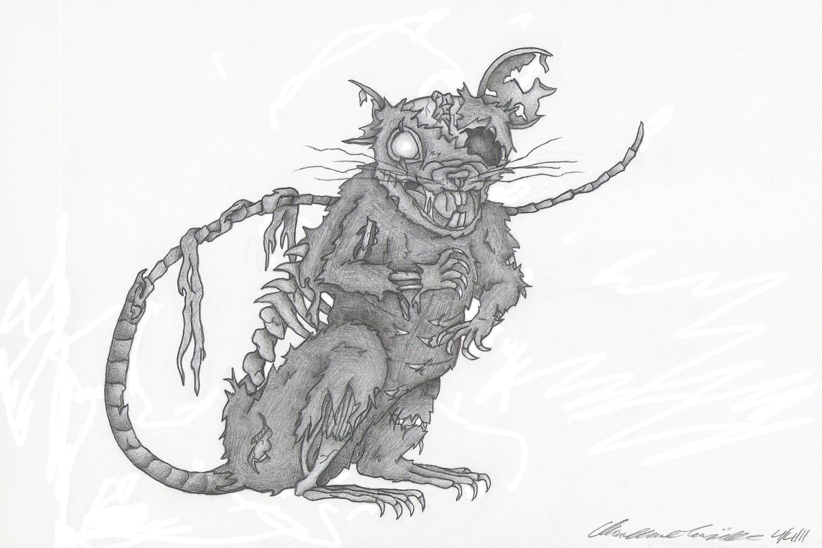 Строение крысы