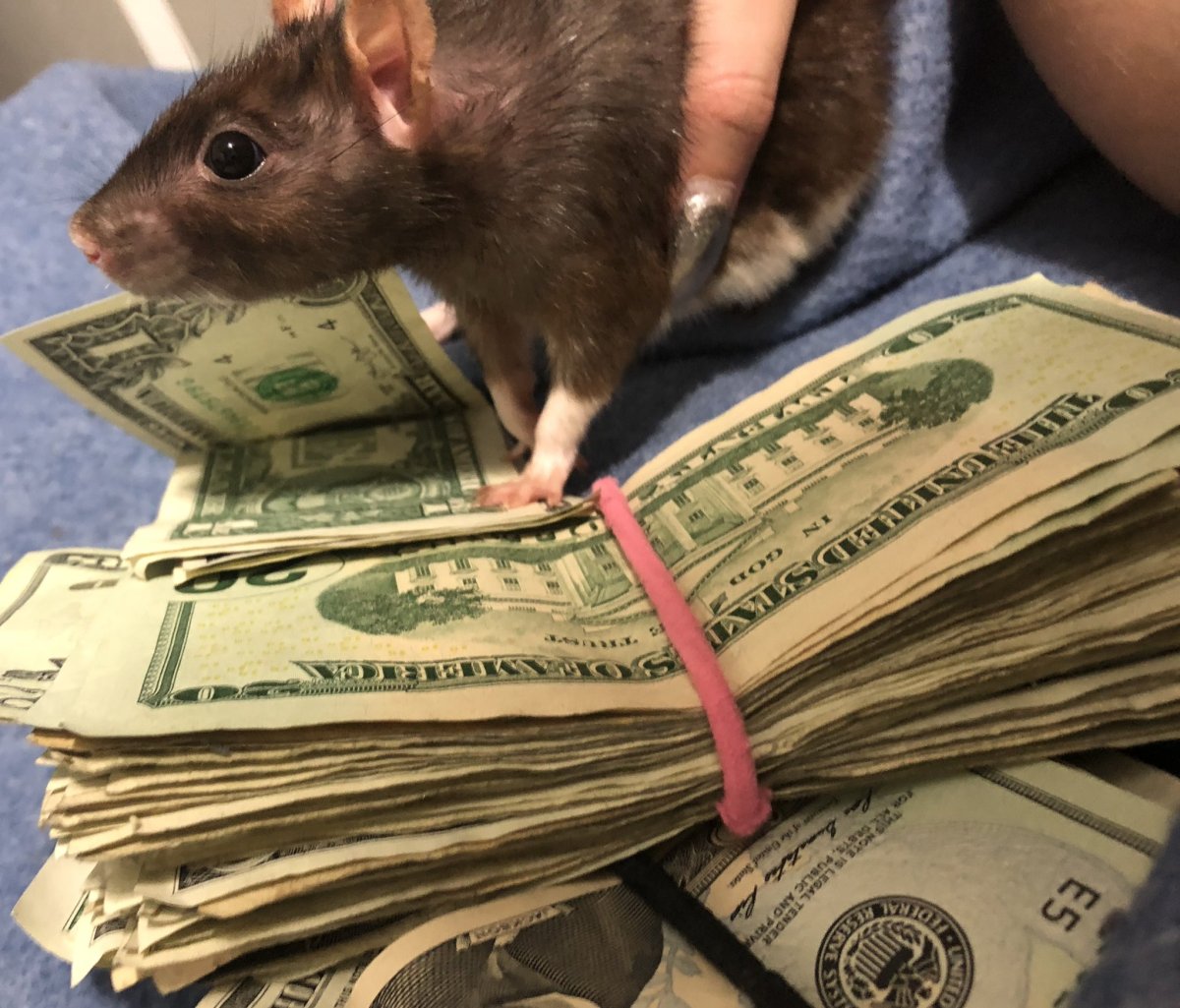 Рифовая мозаичнохвостая крыса