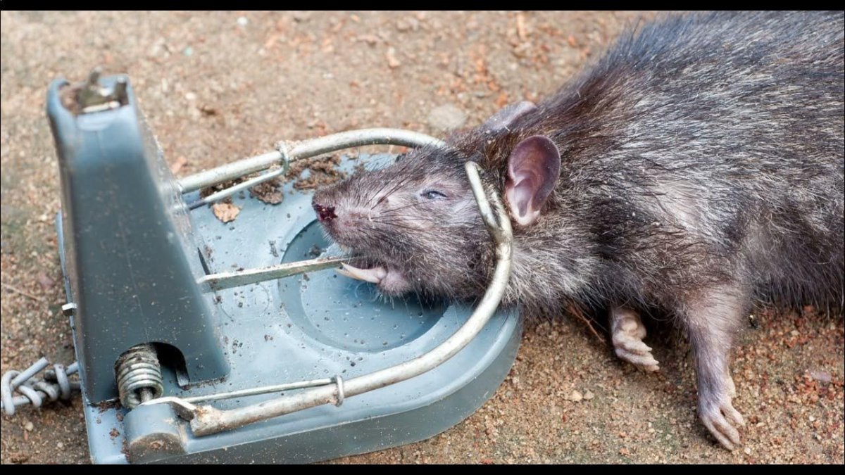 Фамильяр пантера