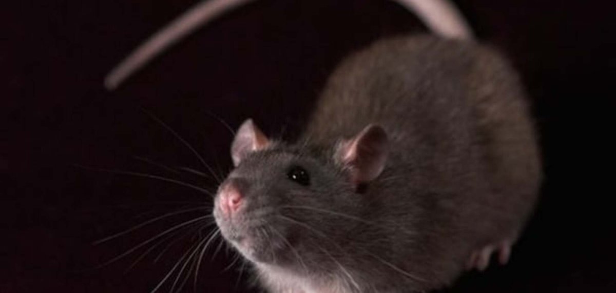 Символ крысы