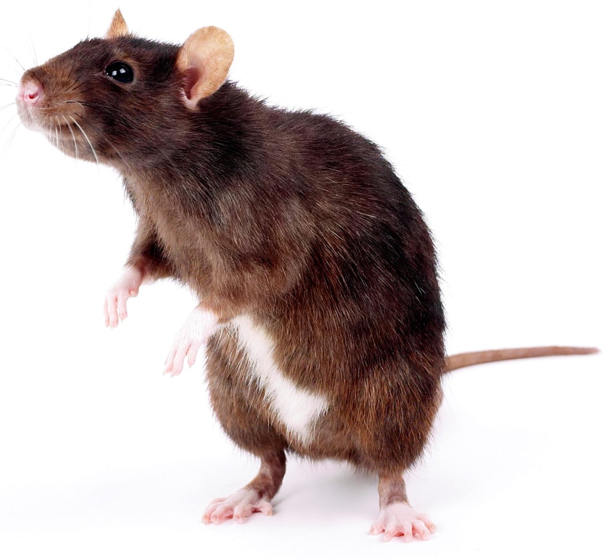 Декоративная крыса Пасюк