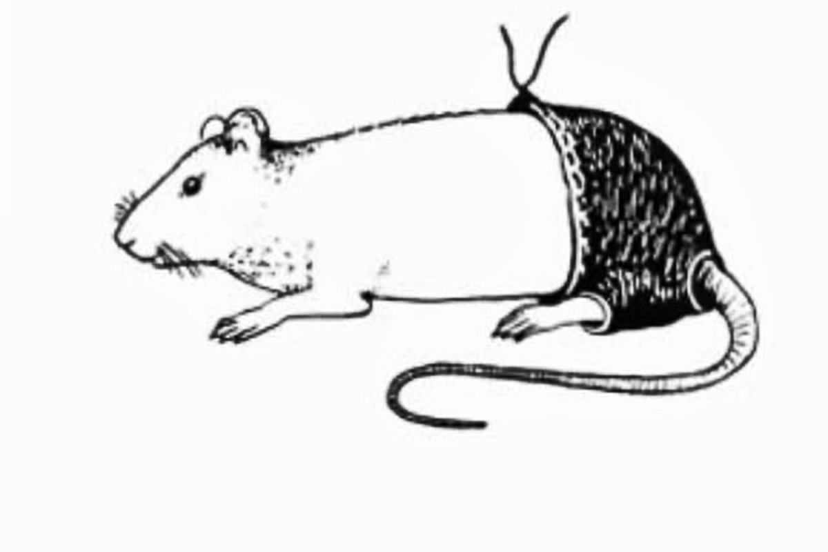 Крыса со всех сторон