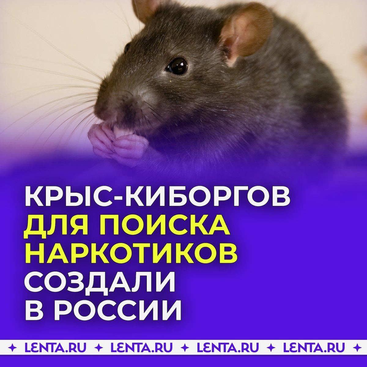 Крысиный Король МТГ