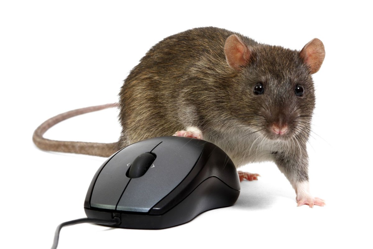 Крыса с мышкой компьютерной