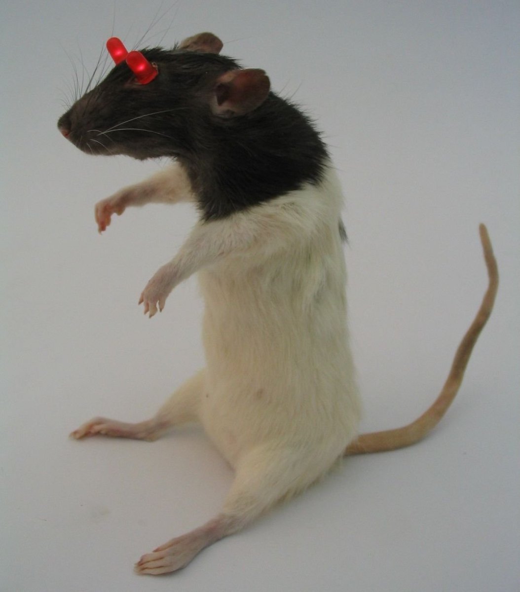 Королева крыс Бермондси