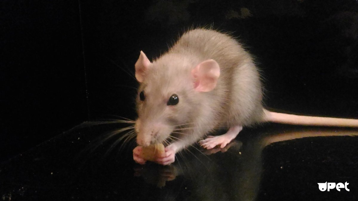 Декоративная крыса Блейз