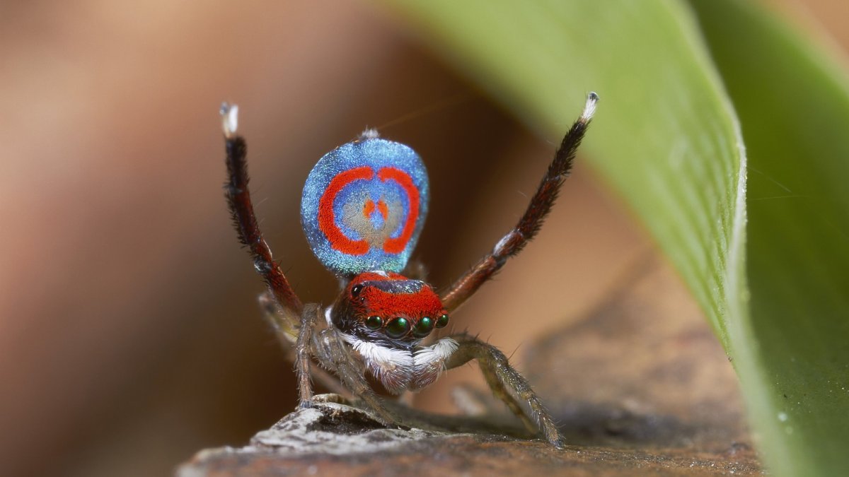 Кокон паука крестовика