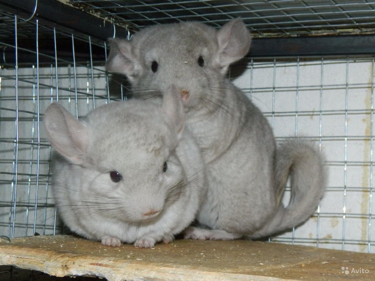 Шуба похожая на шиншиллу