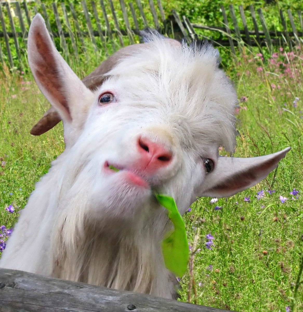 Козлик с челкой