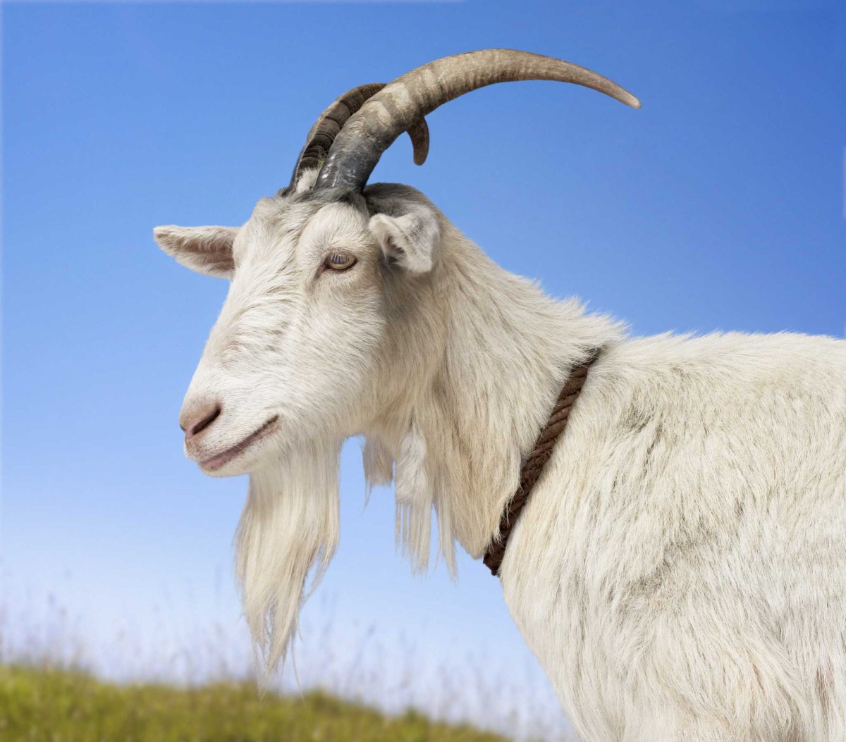 Козлиная борода у Козлов