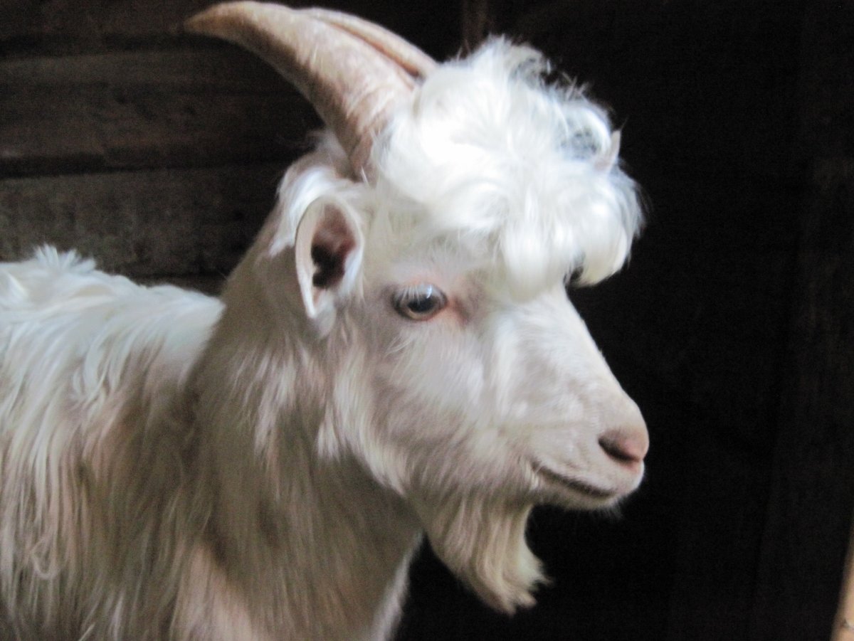 Сайгак горный козел