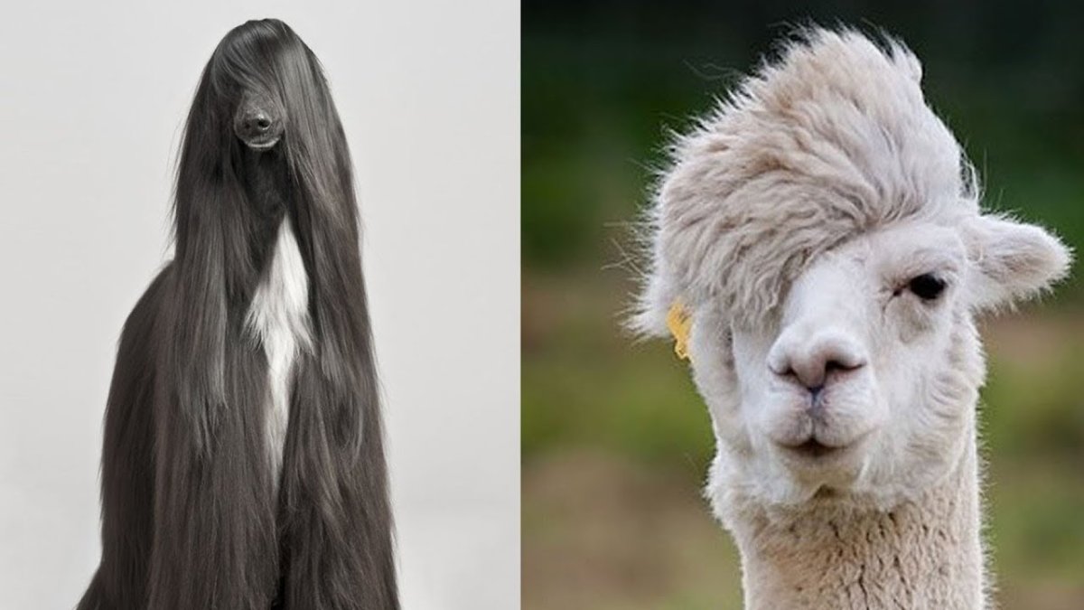 Козел Графика