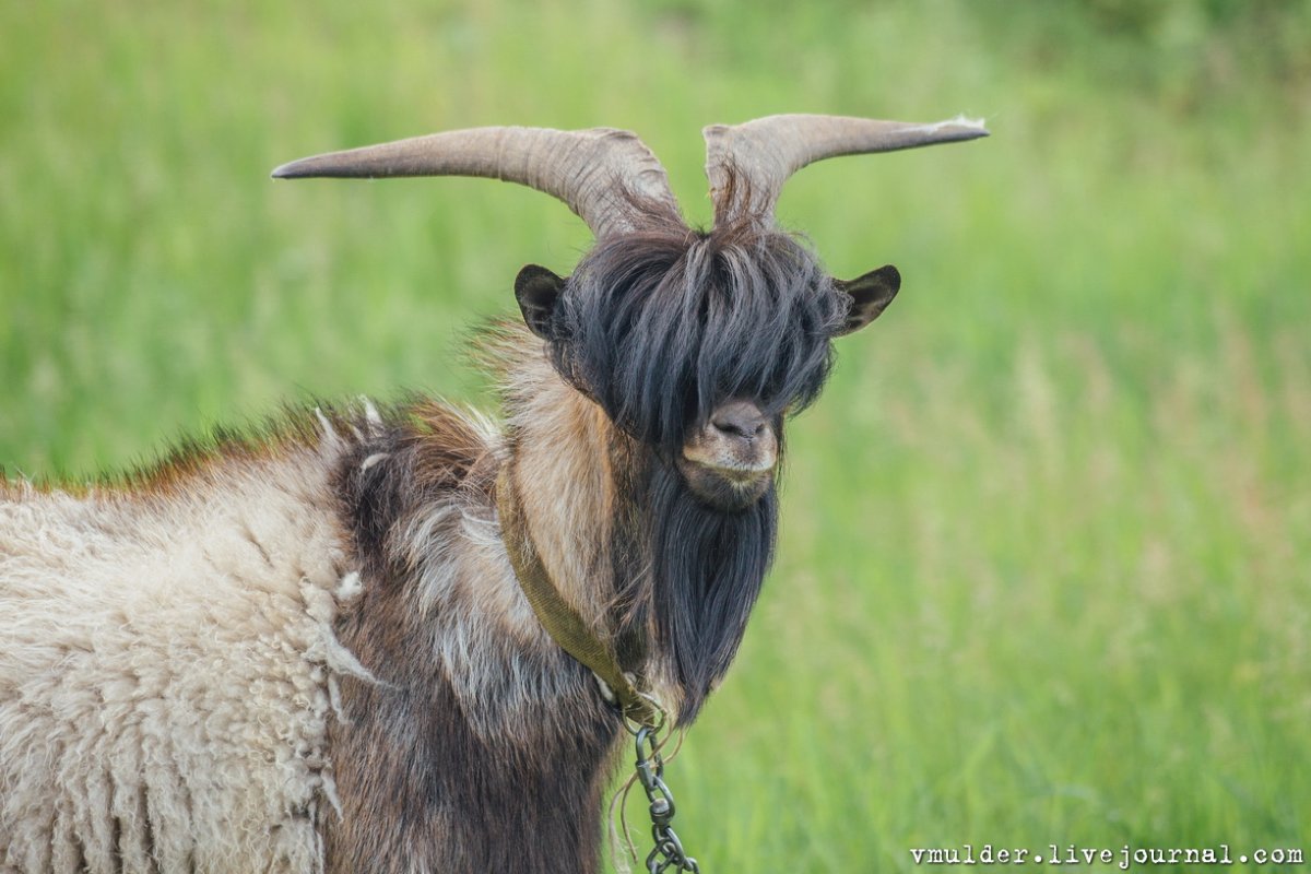 Красивый козёл с чёлкой