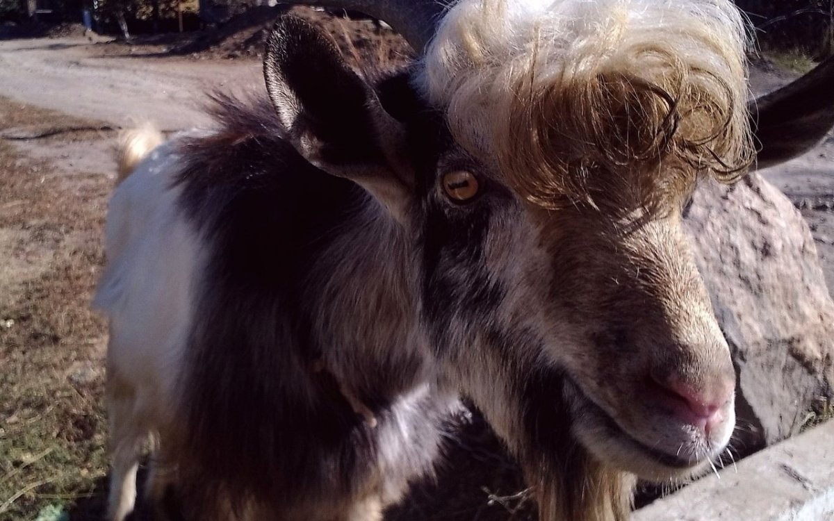 Козёл с чёлкой