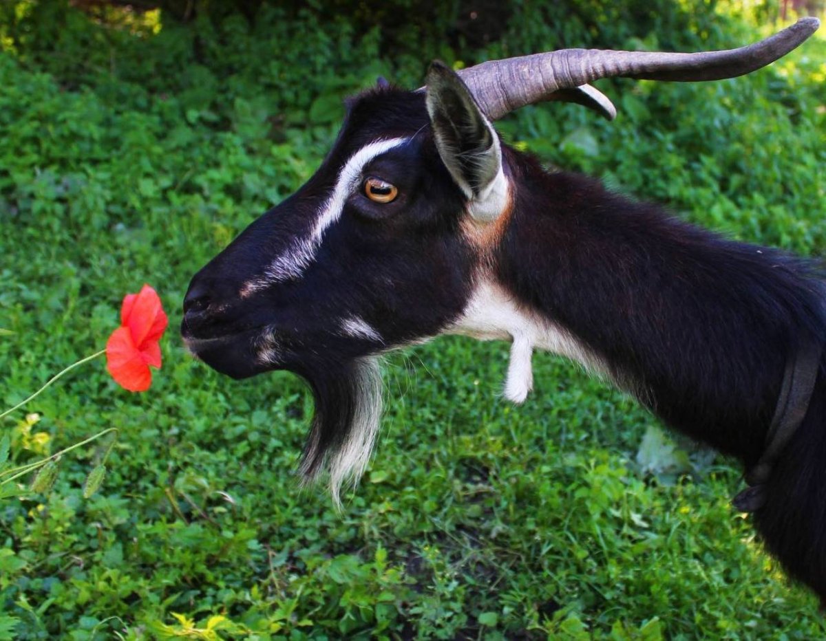 Коза с цветком