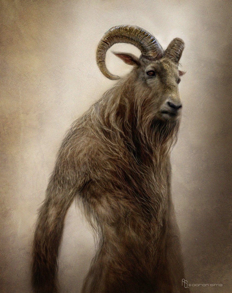 Ангорская коза черная