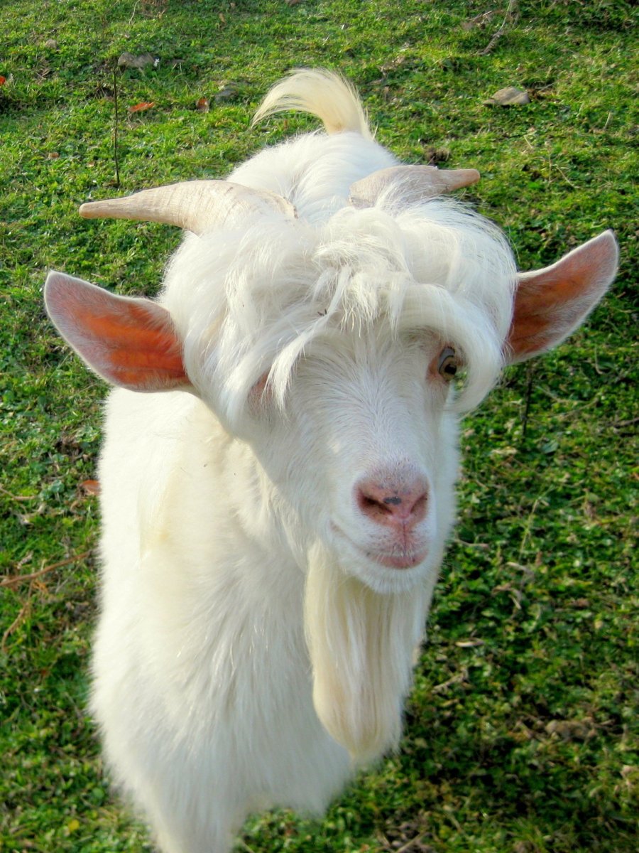 Красивый козлик