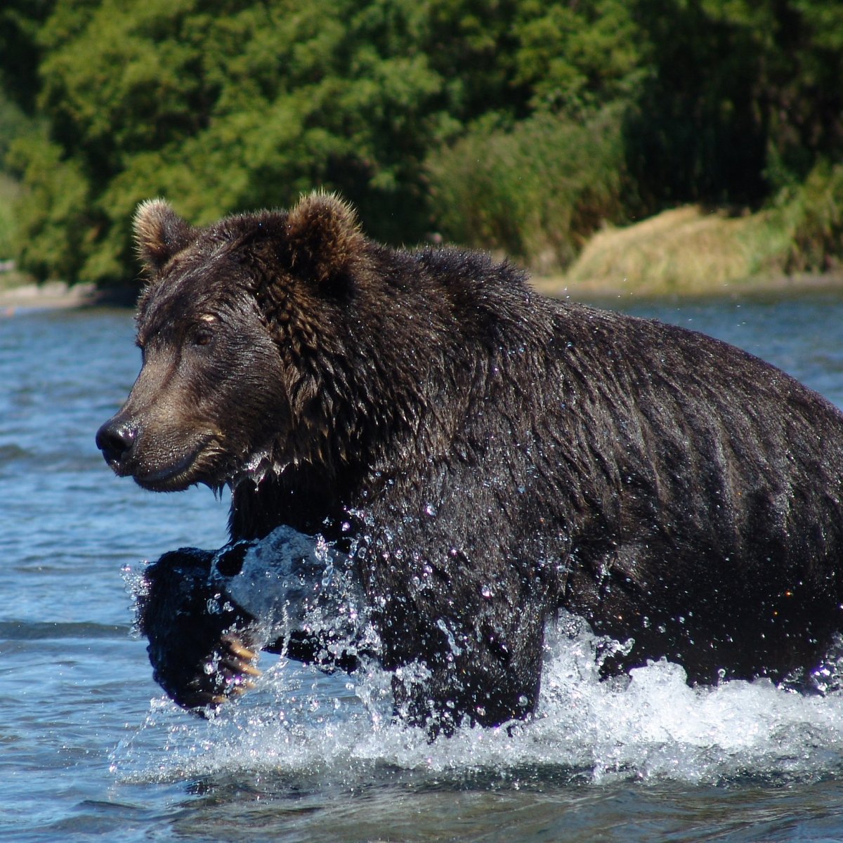 Курильский Соболь