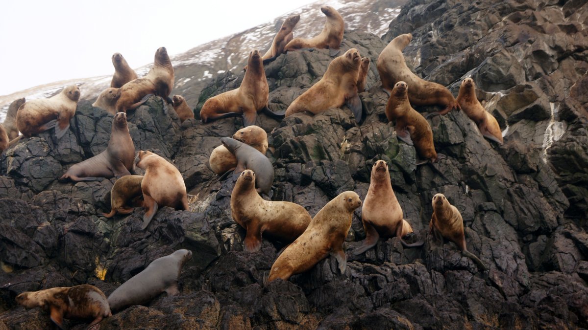 Медведи на реке Камчатка
