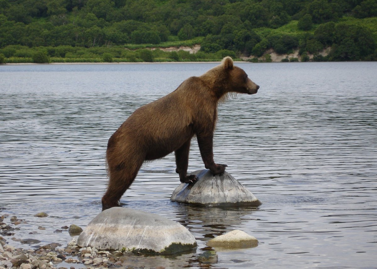 Курильские острова фауна