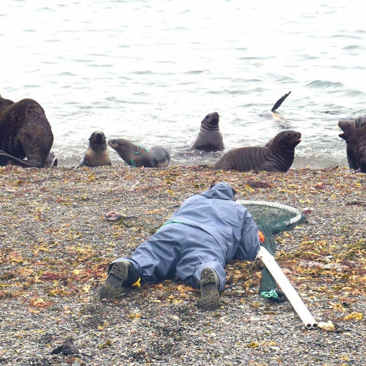 Бурый медведь Республики Коми